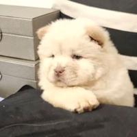 Cuccioli chow chow maschi femmine