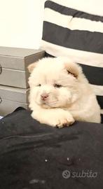 Cuccioli chow chow maschi femmine