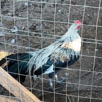 Coppia galline Phoenix