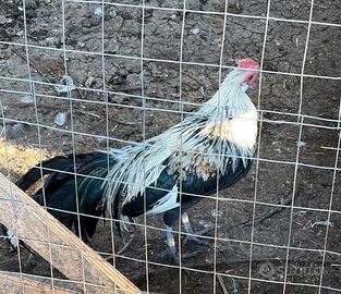 Coppia galline Phoenix