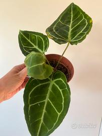 Anthurium Crystallinum