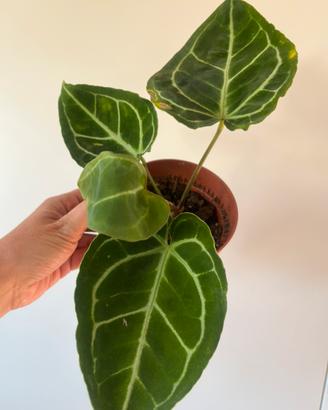 Anthurium Crystallinum