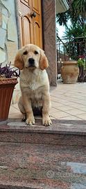 Golden retriver