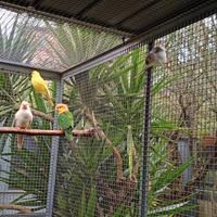 Coppia parrocchetti dal collare