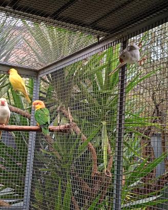 Coppia parrocchetti dal collare