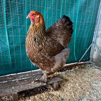 Brahma perniciato oro