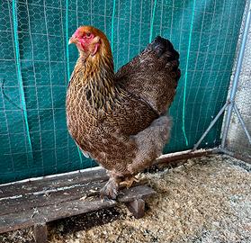 Brahma perniciato oro