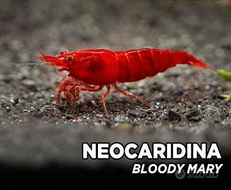 Caridine / gamberetti / shrimps Bloody Mary pure