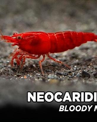 Caridine / gamberetti / shrimps Bloody Mary pure