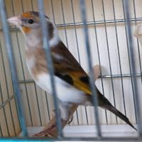 Ibrido