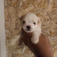 Maltesina pedigree ENCI