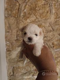 Maltesina pedigree ENCI