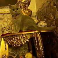 British shorthair lilac