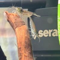 2 caridine japonica e piante