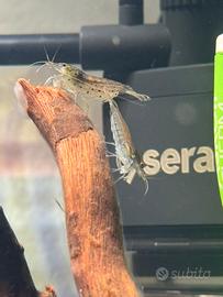 2 caridine japonica e piante