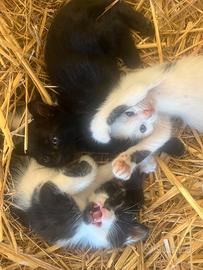 Gattini i vari colori