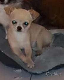 Chihuahua crema