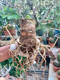 Haemanthus coccineus (1 bulbo)