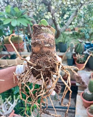 Haemanthus coccineus (1 bulbo)