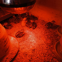 Pulcini e pulcinotti di quaglia