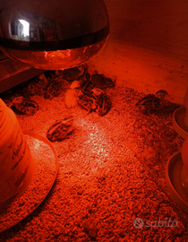 Pulcini e pulcinotti di quaglia