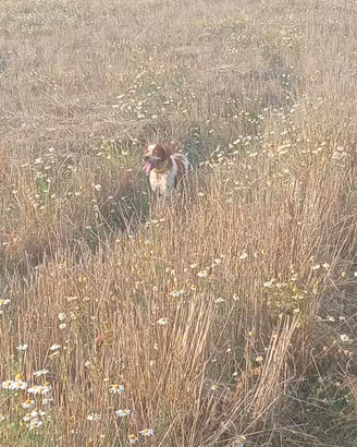 Breton