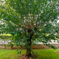 Albero di Gelso di circa 20 anni