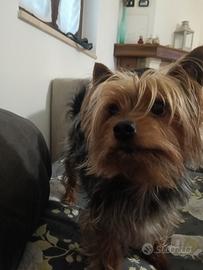 Yorkshire Toy maschio per accoppiamento