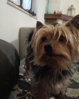 Yorkshire Toy maschio per accoppiamento