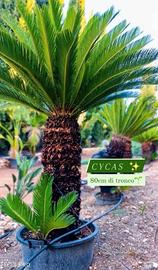 Cycas