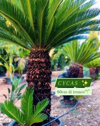 Cycas