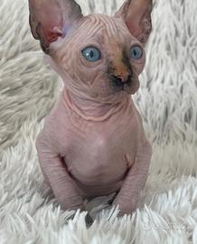 Splendidi cuccioli pura razza Canadian Sphynx 