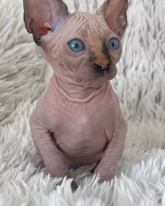 Splendidi cuccioli pura razza Canadian Sphynx 