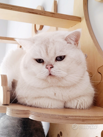 British Shorthair Silver point chinchilla 9 mesi