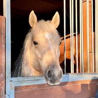 Cavallo Quarter Horse X FIDA O MEZZAFIDA