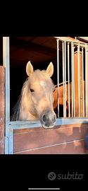 Cavallo Quarter Horse X FIDA O MEZZAFIDA