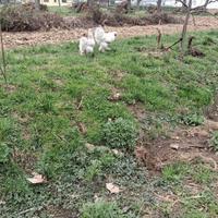 Gallina morosetta coppia