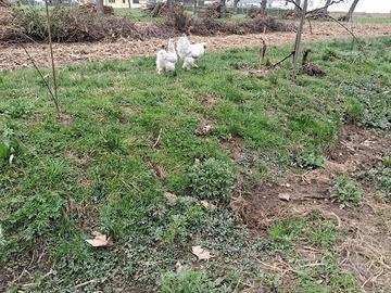 Gallina morosetta coppia