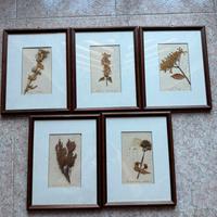 Quadri vintage natura