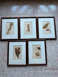 Quadri vintage natura