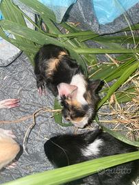 Animali