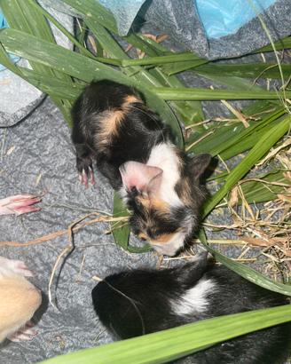 Animali