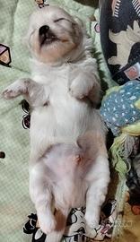 chihuahua pedigree Enci 