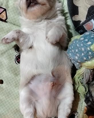 chihuahua pedigree Enci 