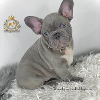 Luxurious French Lélite del bulldog francese Blue