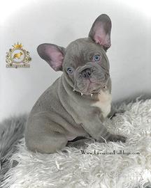 Luxurious French Lélite del bulldog francese Blue
