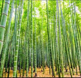 CANNE DI BAMBU 