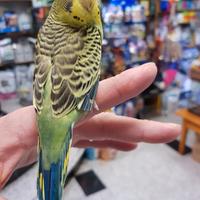 Cocorite allevate a mano vicino a Cuneo