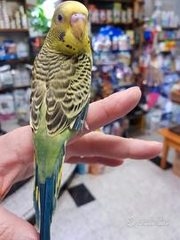 Cocorite allevate a mano vicino a Cuneo