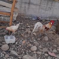 Coppia galline phoenix 30euro